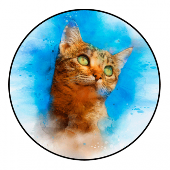 Digital pet portraits